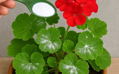 Zo krijg je geraniums vol bloemen: je moet ze op deze manier water geven om ze altijd gezond en sterk te houden.