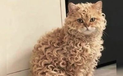 Deze kat wacht op een naam… zou het die van jou kunnen zijn?: “Klik nu en stel een naam voor… wie weet wordt die van jou wel gekozen!”👇🔥