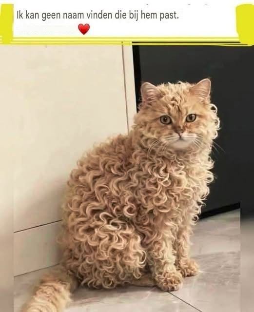 Deze kat wacht op een naam… zou het die van jou kunnen zijn?: “Klik nu en stel een naam voor… wie weet wordt die van jou wel gekozen!”👇🔥