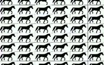 Hoeveel paarden met drie benen zie je?