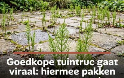 Goedkope tuintruc gaat viraal: hiermee pakken mensen massaal heermoes en onkruid aan