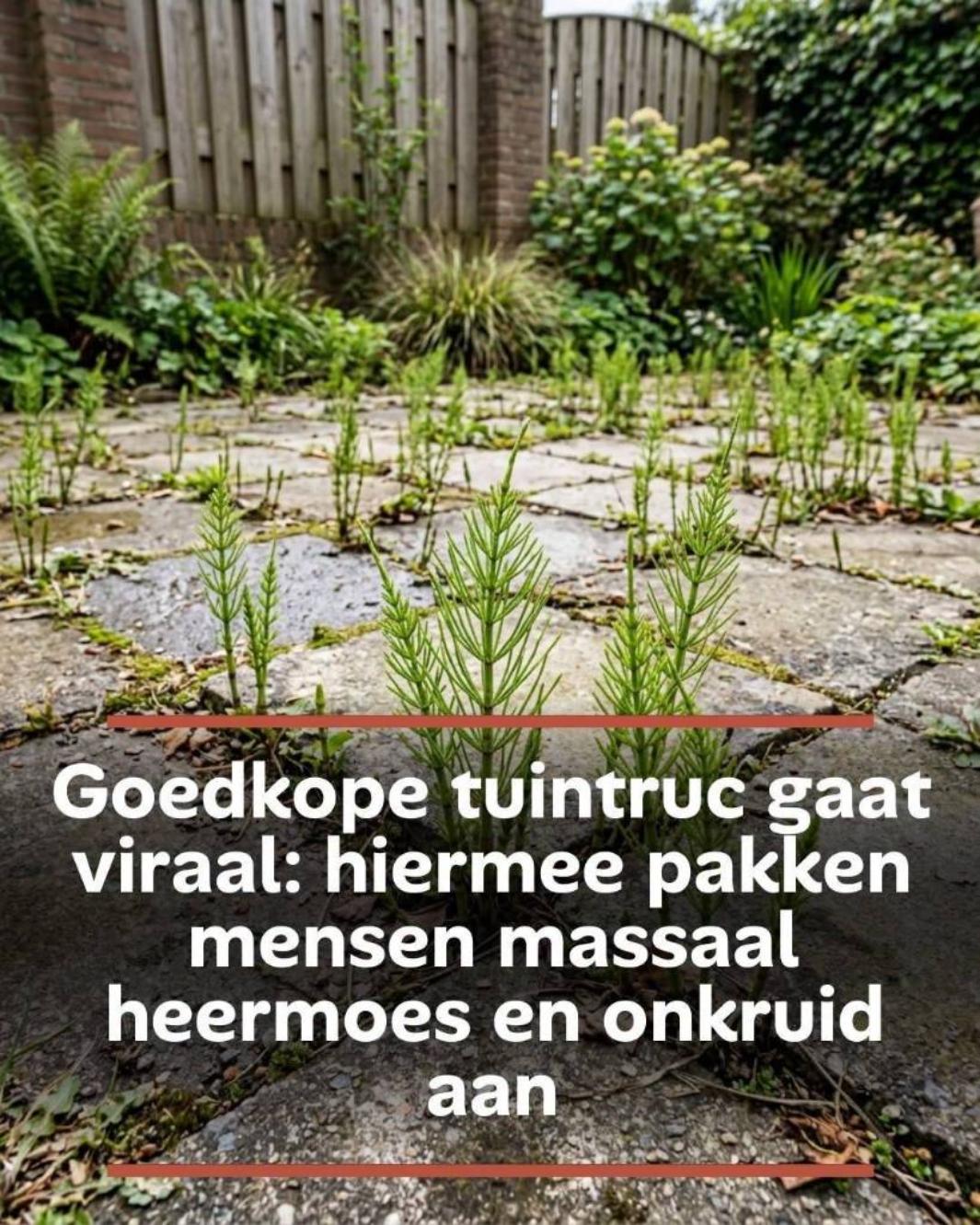 Goedkope tuintruc gaat viraal: hiermee pakken mensen massaal heermoes en onkruid aan