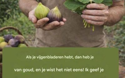 vijgenblad