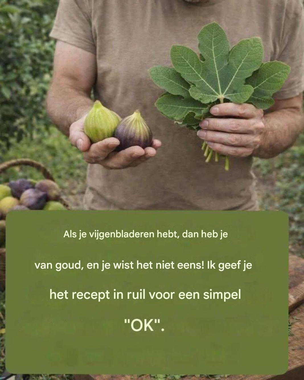 vijgenblad