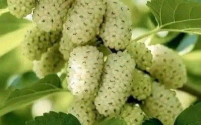 Ik weet niet wat voor fruit het is. Ik zie het voor het eerst.