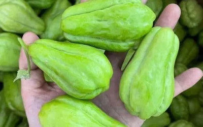 Artsen onthullen dat het eten van chayote de volgende gevolgen kan hebben…
