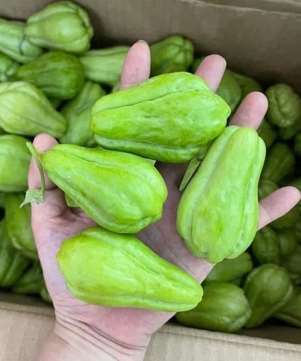Artsen onthullen dat het eten van chayote de volgende gevolgen kan hebben…