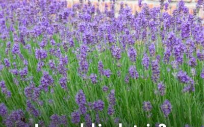Lavendel in de tuin? Dit is het beste moment om de plant te snoeien!