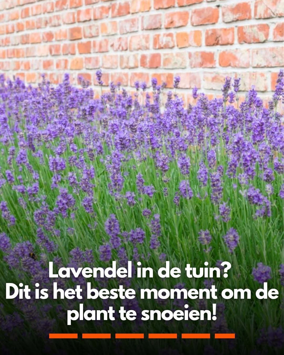 Lavendel in de tuin? Dit is het beste moment om de plant te snoeien!