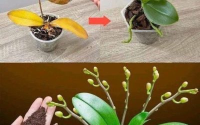 Slechts een theelepel, en plotseling bloeit de orchidee op wonderbaarlijke wijze met een overvloed aan bloemen.