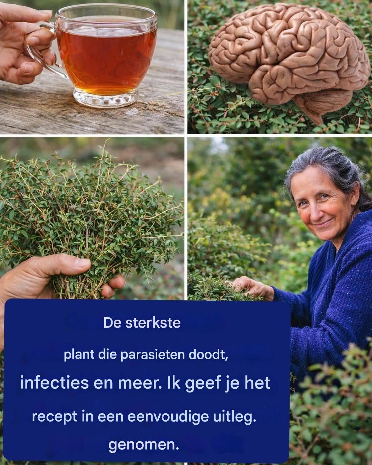 Tijm: doodt Candida, herpes, griepvirus, kanker en meer.