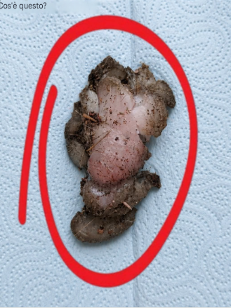 Ik vond dit in de kamer van mijn vriendin, onder de kast. Ik zit hier nu naar te staren en probeer te bedenken wat het is, maar het lukt me niet. Ik schaam me.