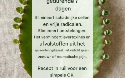 Kalanchoe-bladensap: voordelen, traditioneel gebruik en een zelfgemaakt recept.