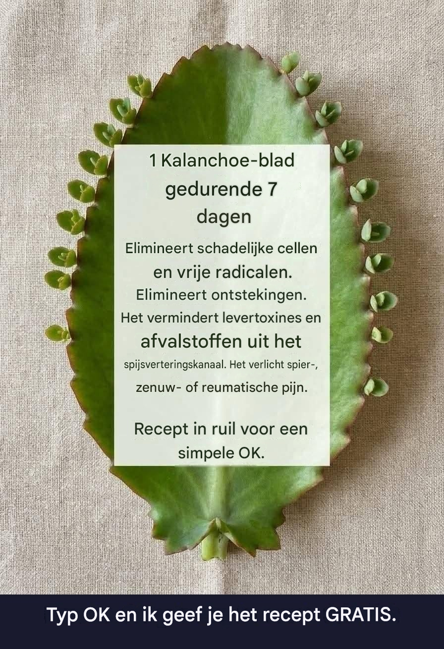 Kalanchoe-bladensap: voordelen, traditioneel gebruik en een zelfgemaakt recept.