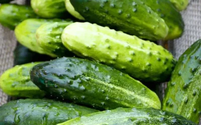 Artsen onthullen dat het eten van komkommers in salades de volgende gevolgen kan hebben…