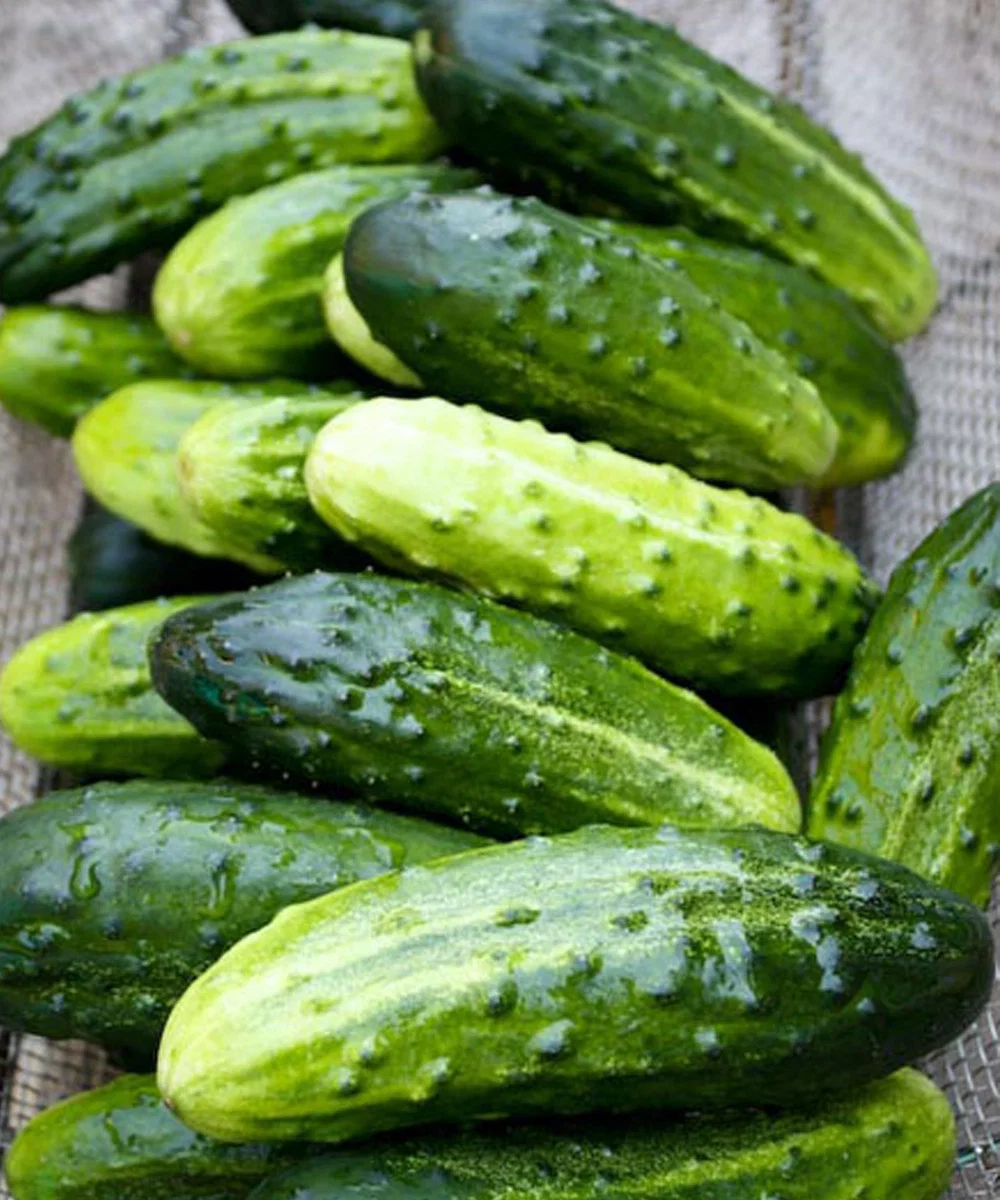 Artsen onthullen dat het eten van komkommers in salades de volgende gevolgen kan hebben…
