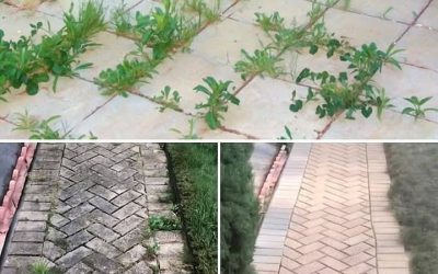 Hoe je onkruid op een natuurlijke manier en voorgoed kunt verwijderen.