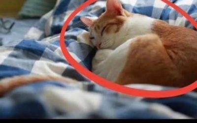 Slapen met je kat: fijn gezelschap of een risico voor je gezondheid?