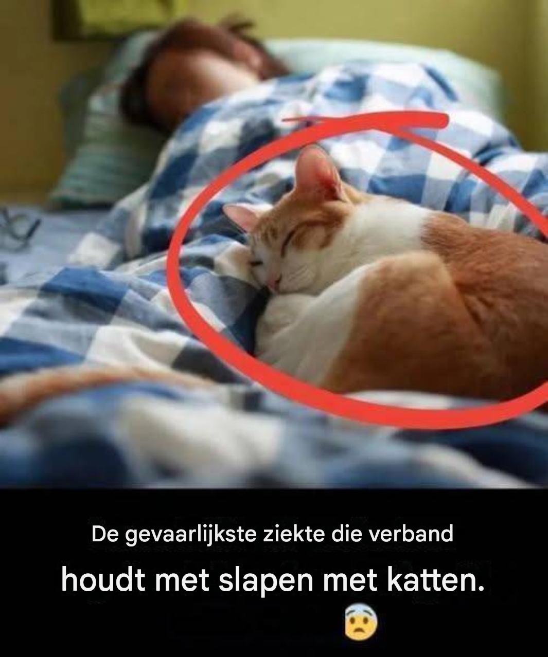Slapen met je kat: fijn gezelschap of een risico voor je gezondheid?