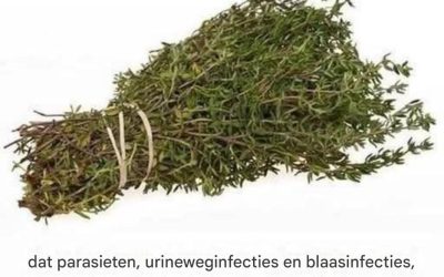 Het krachtigste kruid dat parasieten bestrijdt en de gezondheid van de urinewegen ondersteunt: de kracht van oregano-olie