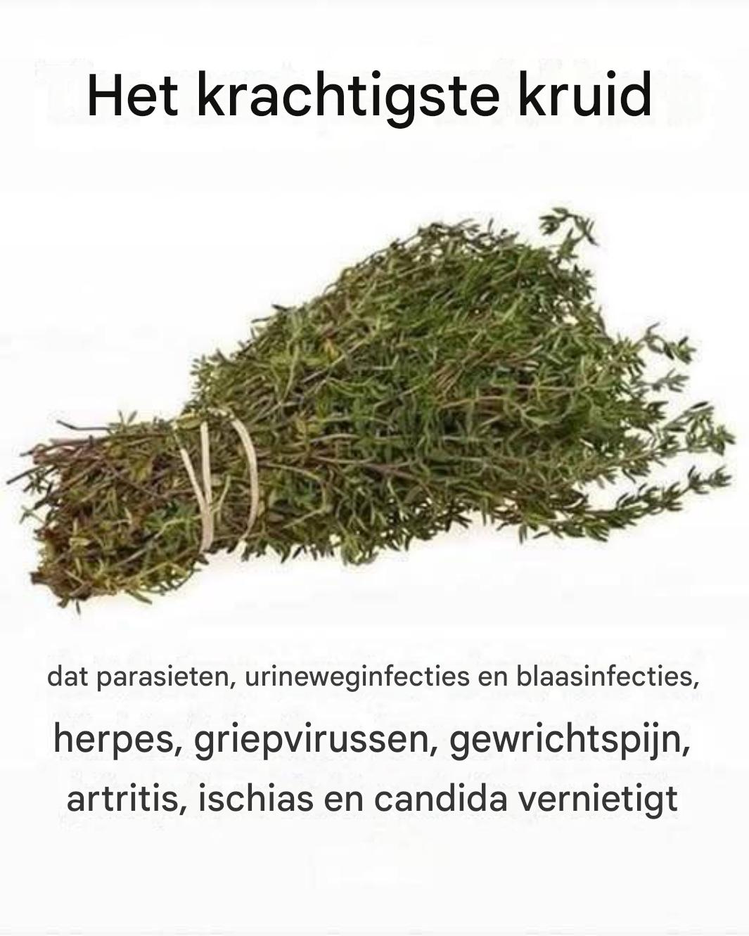Het krachtigste kruid dat parasieten bestrijdt en de gezondheid van de urinewegen ondersteunt: de kracht van oregano-olie