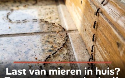 Last van mieren in huis? Experts zeggen dat je dít moet doen om er snel vanaf te komen