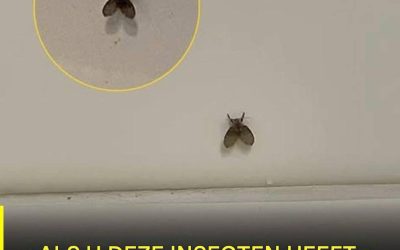 De badkamervlieg die in veel huizen voorkomt en wat kan erop wijzen dat hij aanwezig is?