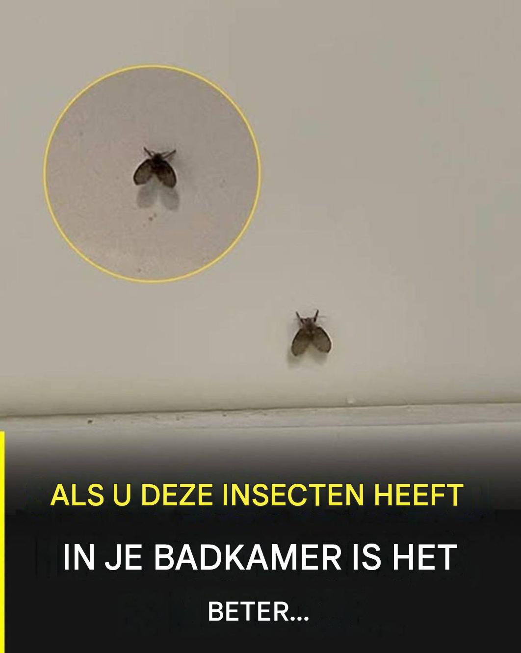 De badkamervlieg die in veel huizen voorkomt en wat kan erop wijzen dat hij aanwezig is?