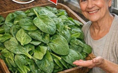 Bacteriedodend: elimineert bacteriële darminfecties. Deze plant reinigt de darmen en de lever. Ik geef je een recept voor een direct OK-recept.