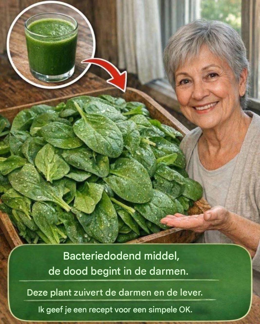 Bacteriedodend: elimineert bacteriële darminfecties. Deze plant reinigt de darmen en de lever. Ik geef je een recept voor een direct OK-recept.