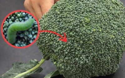 Hoe was je broccoli op de juiste manier voor een betere hygiëne in huis?
