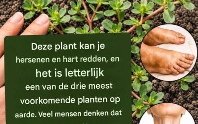 De krachtigste plant ter wereld…