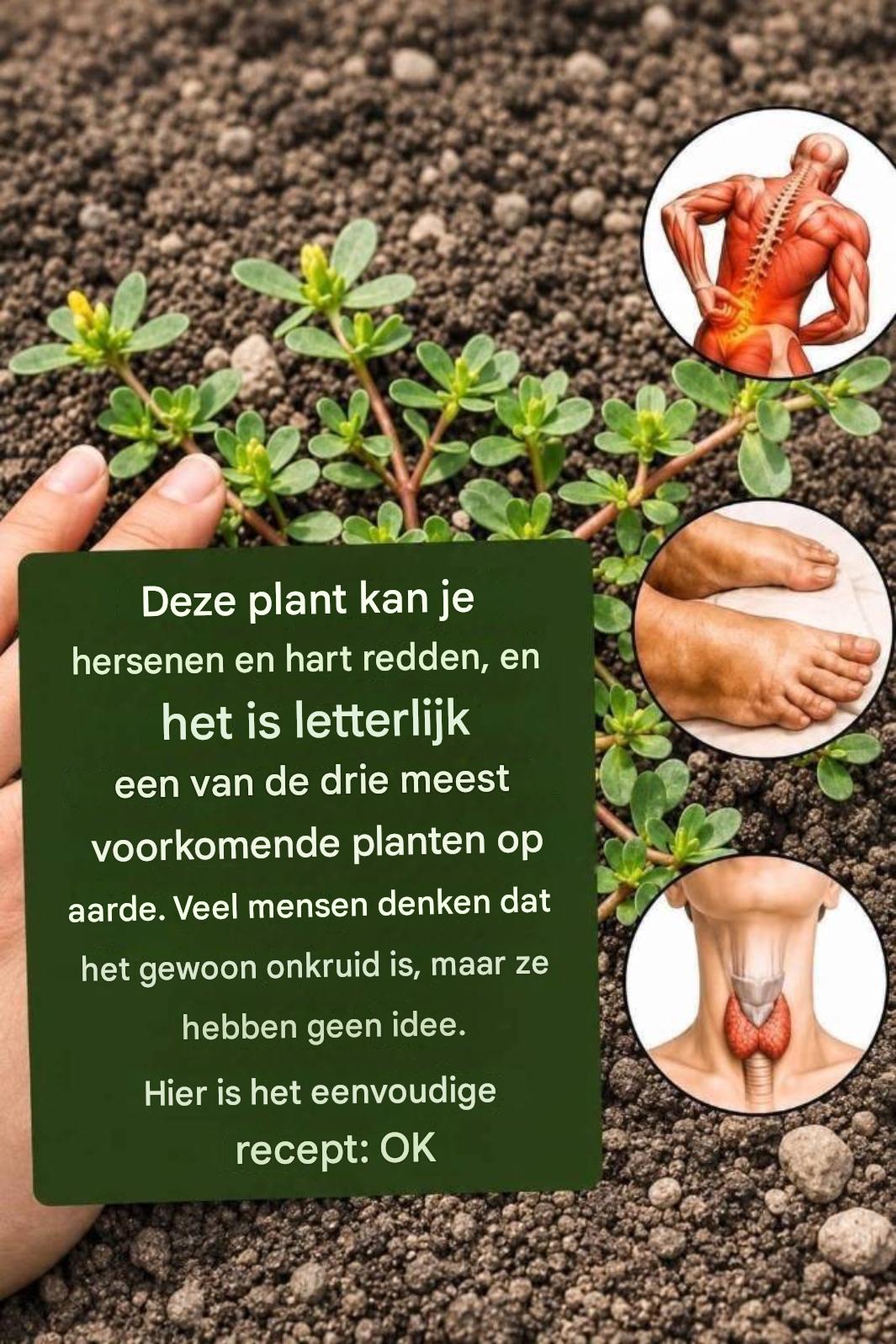 De krachtigste plant ter wereld…