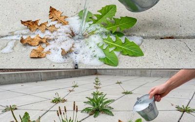Natuurlijke en effectieve zelfgemaakte onkruidverdelgers