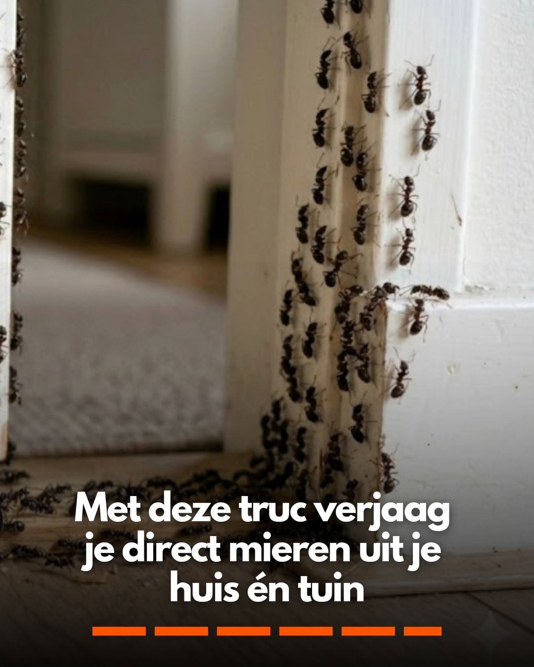 Met deze truc verjaag je direct mieren uit je huis én tuin