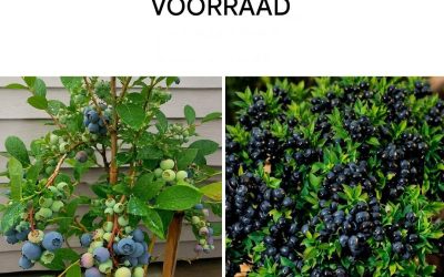 Plant thuis blauwe bessen voor een eindeloze oogst.