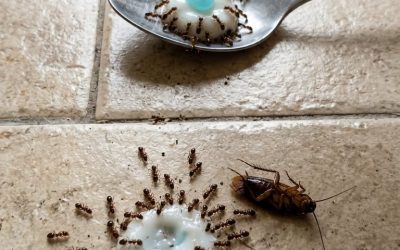 Geen vliegende en kruipende insecten meer: ​​een zelfgemaakt mengsel dat een uur inwerkt, is voldoende om ze te verjagen.