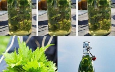 “Brandnetel in alcohol is sterker dan welk medicijn ook,” zei mijn grootvader. “Onthoud dit recept voor de rest van je leven!”
