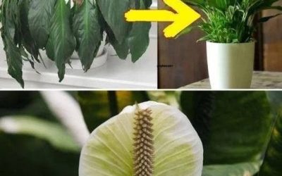 Plaats een eetlepel op een willekeurige plant in huis: wat kunt u verwachten?