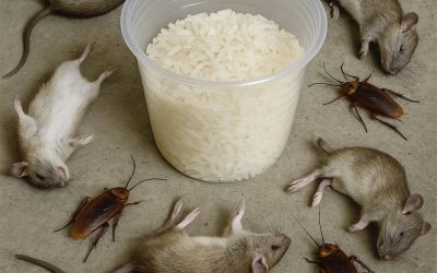 Verjaag ratten en kakkerlakken met dit middel.