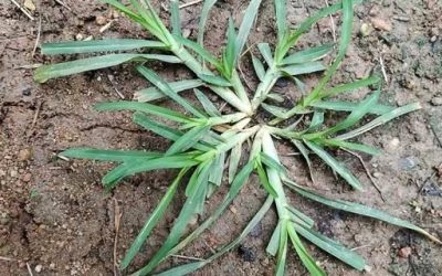 Als je deze plant tegenkomt, win je de loterij. Gek genoeg schenken de meeste mensen er geen tweede blik op. Het is een van de meest wonderlijke planten ter wereld.