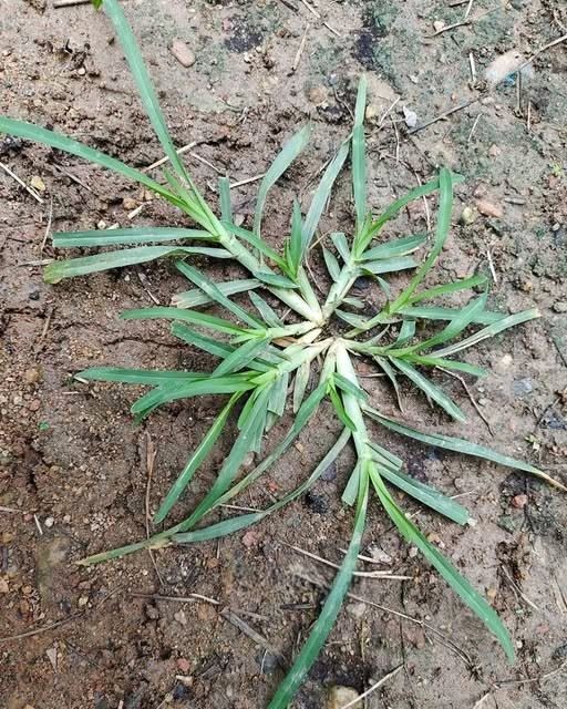 Als je deze plant tegenkomt, win je de loterij. Gek genoeg schenken de meeste mensen er geen tweede blik op. Het is een van de meest wonderlijke planten ter wereld.