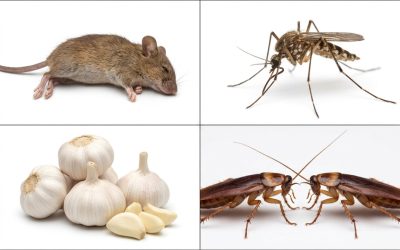 Knoflook als ongediertebestrijder: de natuurlijke oplossing om ratten en insecten vaarwel te zeggen.