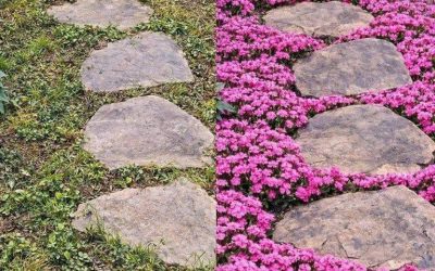 11 bodembedekkers die de bovenhandse nemen, zodat onkruid geen kans maakt.