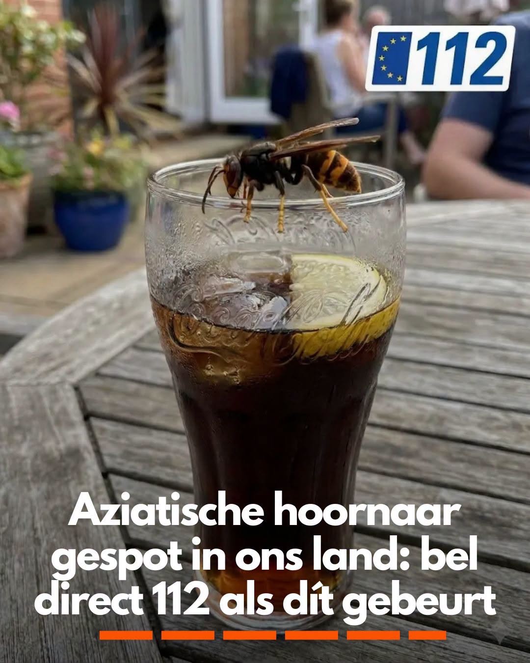 Aziatische hoornaar gespot in ons land: bel direct 112 als dít gebeurt
