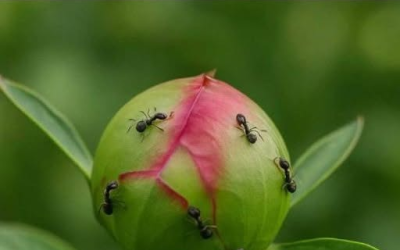 Pioenrozenknoppen vol mieren? Hier lees je waarom en wat je eraan kunt doen.