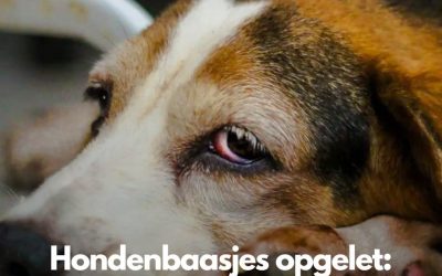 Hondenbaasjes opgelet: hondenziekten rukt op in meerdere provincies. ‘één snuffel kan genoeg zijn’