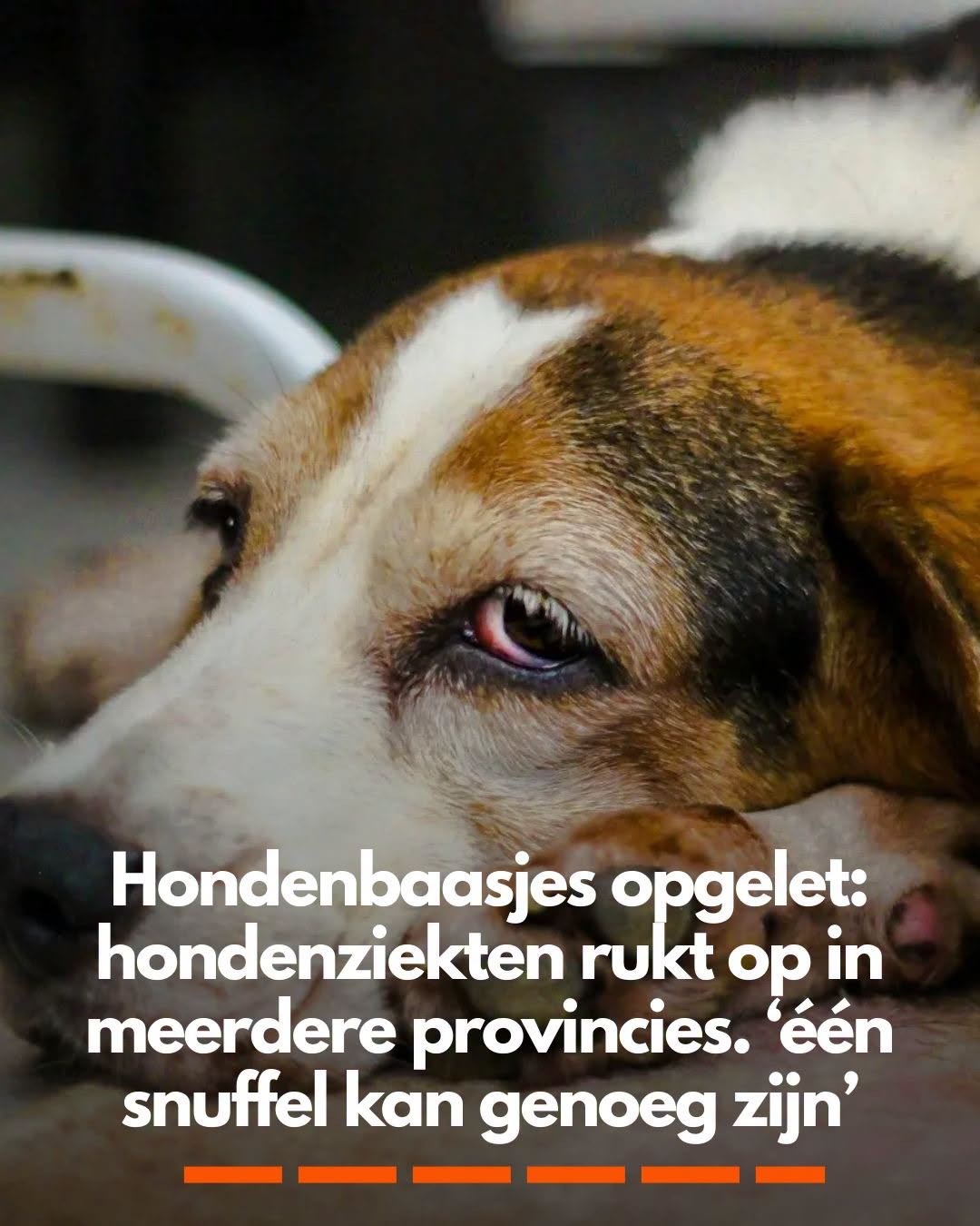 Hondenbaasjes opgelet: hondenziekten rukt op in meerdere provincies. ‘één snuffel kan genoeg zijn’