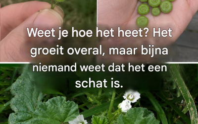 Alle voordelen en toepassingen van malvina, een krachtige therapeutische plant.