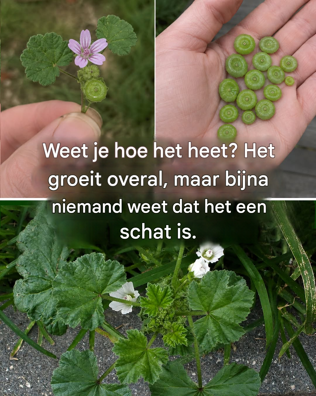 Alle voordelen en toepassingen van malvina, een krachtige therapeutische plant.